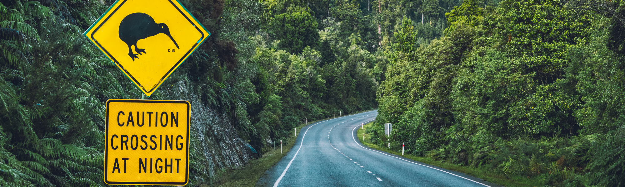 kiwi digital home page